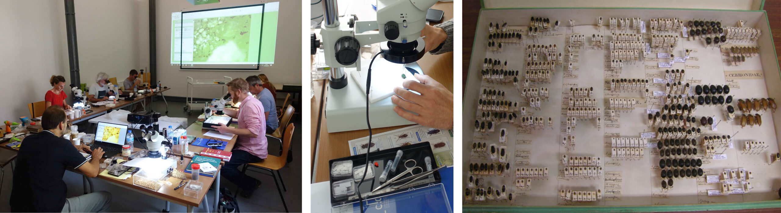 Photos de la formation